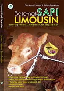 Beternak Sapi Limousin
